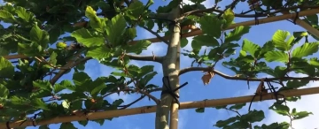 Welke leiboom moet ik kiezen?