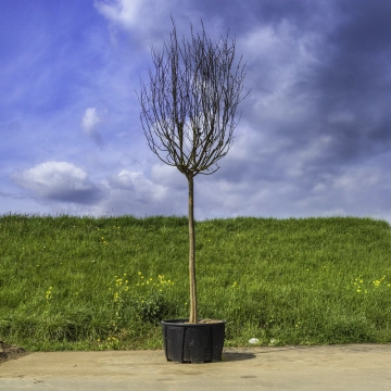 Lagerstroemia #149
