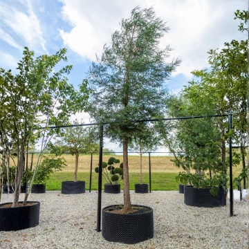 Kustmammoetboom #108