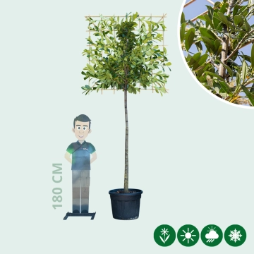 Leilaurier 200 cm volgroeid