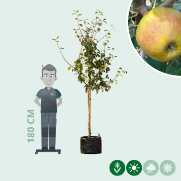 Malus d. 'Schone van Boskoop'/'Goudreinette'