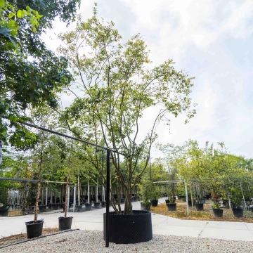 Krentenboom meerstammig #19