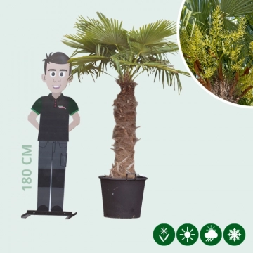 Chinese waaierpalm 100 cm stamhoogte