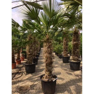Wagner palm 100 cm stamhoogte