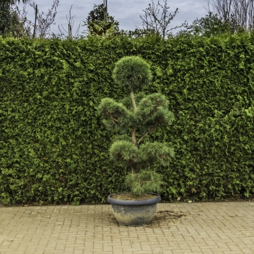 Grove den bonsai pompon #82