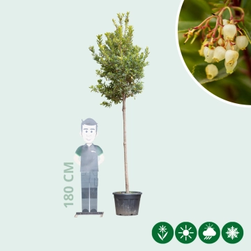 Aardbeienboom