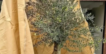 Hoe bescherm je je bomen tegen vorst en wind