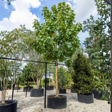 Anna Paulownaboom #111