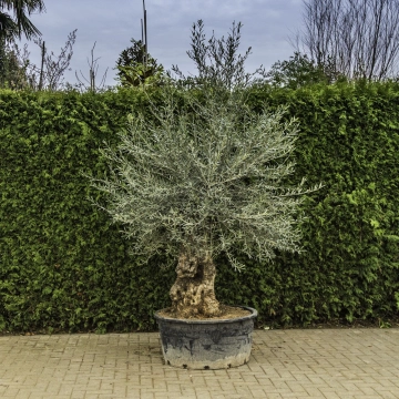 Olijfboom 'Bonsai' #87