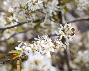 Dit zijn de voor- en nadelen van een krentenboom