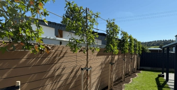 BOMENTIPS #29 | Water geven na aanplanten