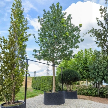 Amberboom 'Lane Roberts' #107