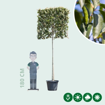 Portugese laurier leiboom 200 cm