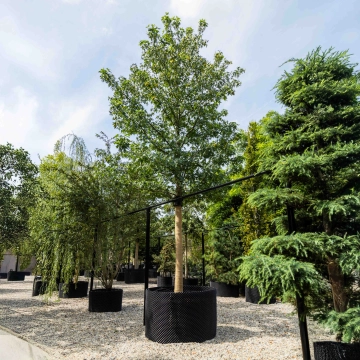 Amberboom 'Worplesdon' #23