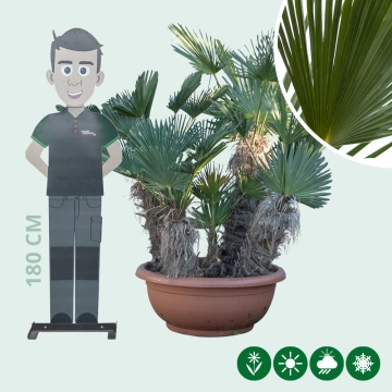 Wagner palm meerstammig