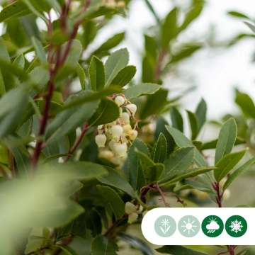 Aardbeienboom halfstam