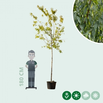 Amandelboom hoogstam