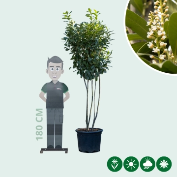 Laurierkers meerstammig 200 cm