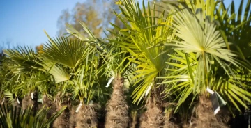 Hoe snoei je een Trachycarpus fortunei  of Chinese waaierpalm?