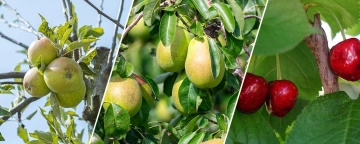 Tuinkalender augustus: water geven, fruit plukken en genieten