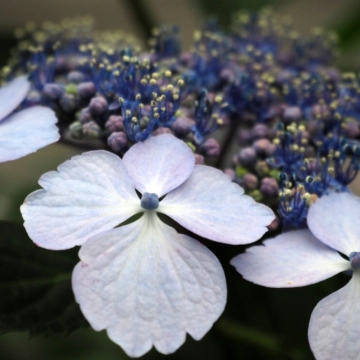 Beste winterharde tuinplanten