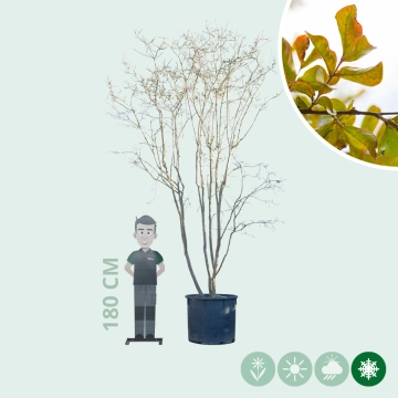 Gewone Lagerstroemia meerstammig