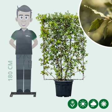 Steeneik haagelement