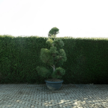 Grove den bonsai pompon #80
