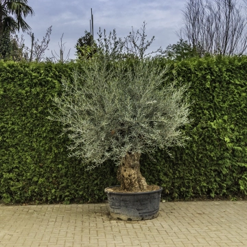 Olijfboom 'Bonsai' #85