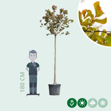 Gewone Lagerstroemia