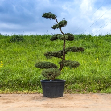 Grove den bonsai #140