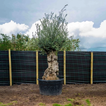 Olijfboom 'Bonsai' #5