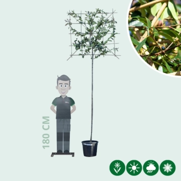Glansmispel leiboom 220 cm
