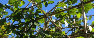 Afstand tussen bomen bepalen: hoe doe je dat?