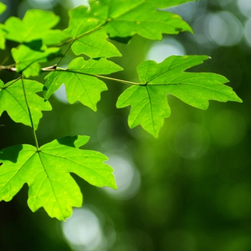 Spaanse aak haag 80 cm