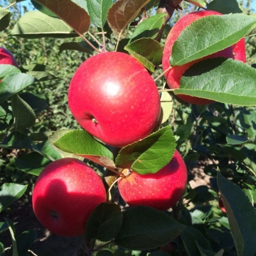 Malus d. 'Discovery'