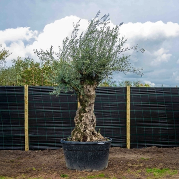 Olijfboom 'Bonsai' #6