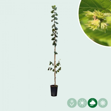 Veredelde notenbomen