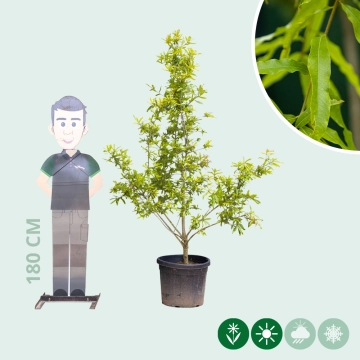 Wilgbladige eik meerstammig