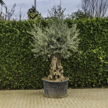 Olijfboom 'Bonsai' #98