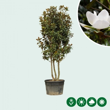 Meerstammige magnolia