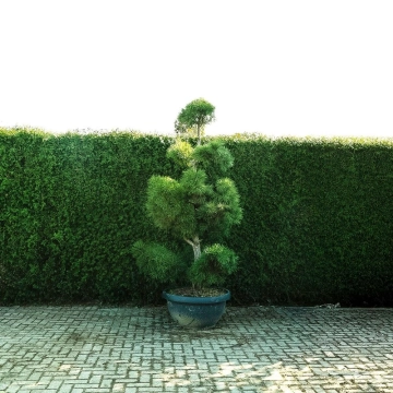 Grove den bonsai pompon #80