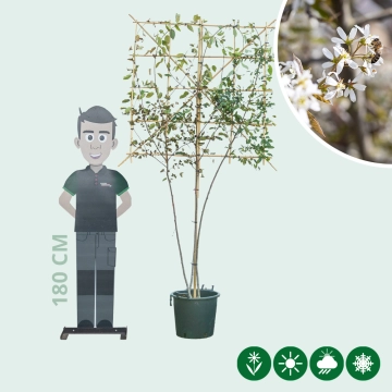 Krentenboom leiboom meerstammig