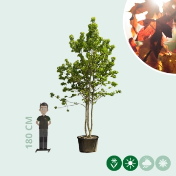 Meerstammige amberboom