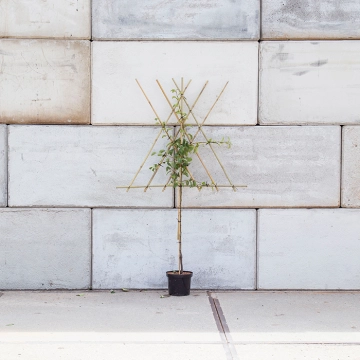Pyrus c. 'Doyenne du Comice' als leiboom