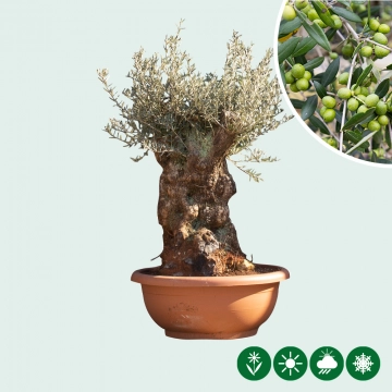 Olijfboom 'Bonsai' decoschaal