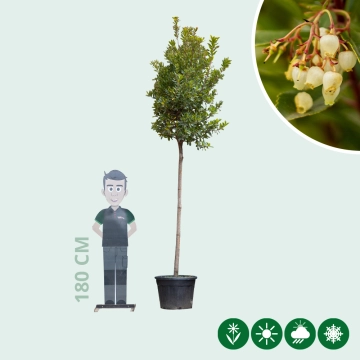 Aardbeienboom