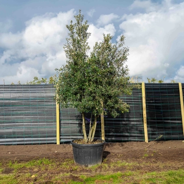 Steeneik meerstammig volgroeid #58