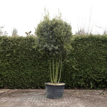 Steeneik meerstammig volgroeid #73