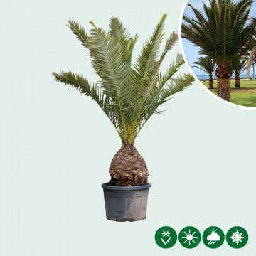 Dadelpalm 250 cm